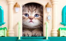 Кошка в домике